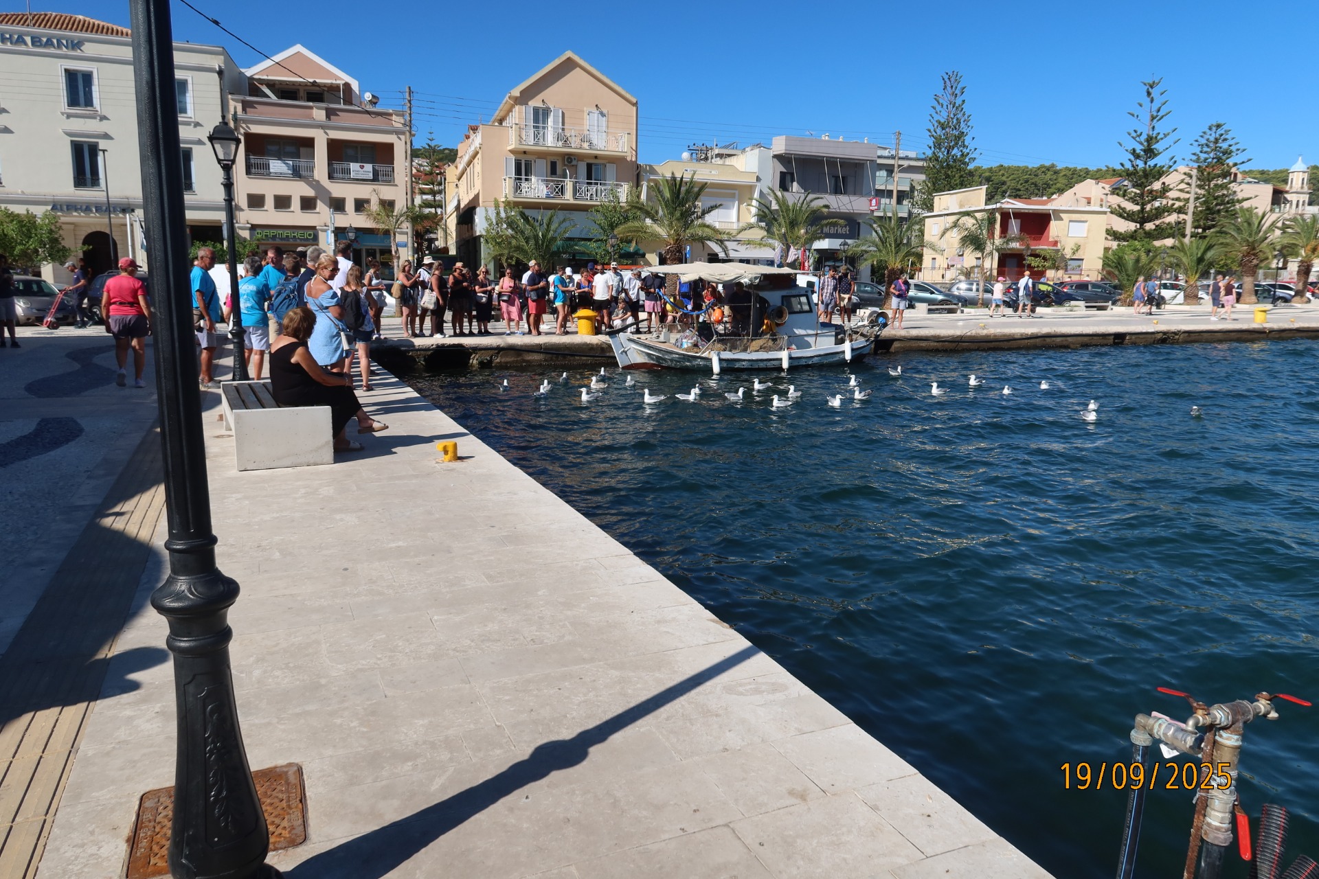 Här matas sköldpaddorna i Argostoli