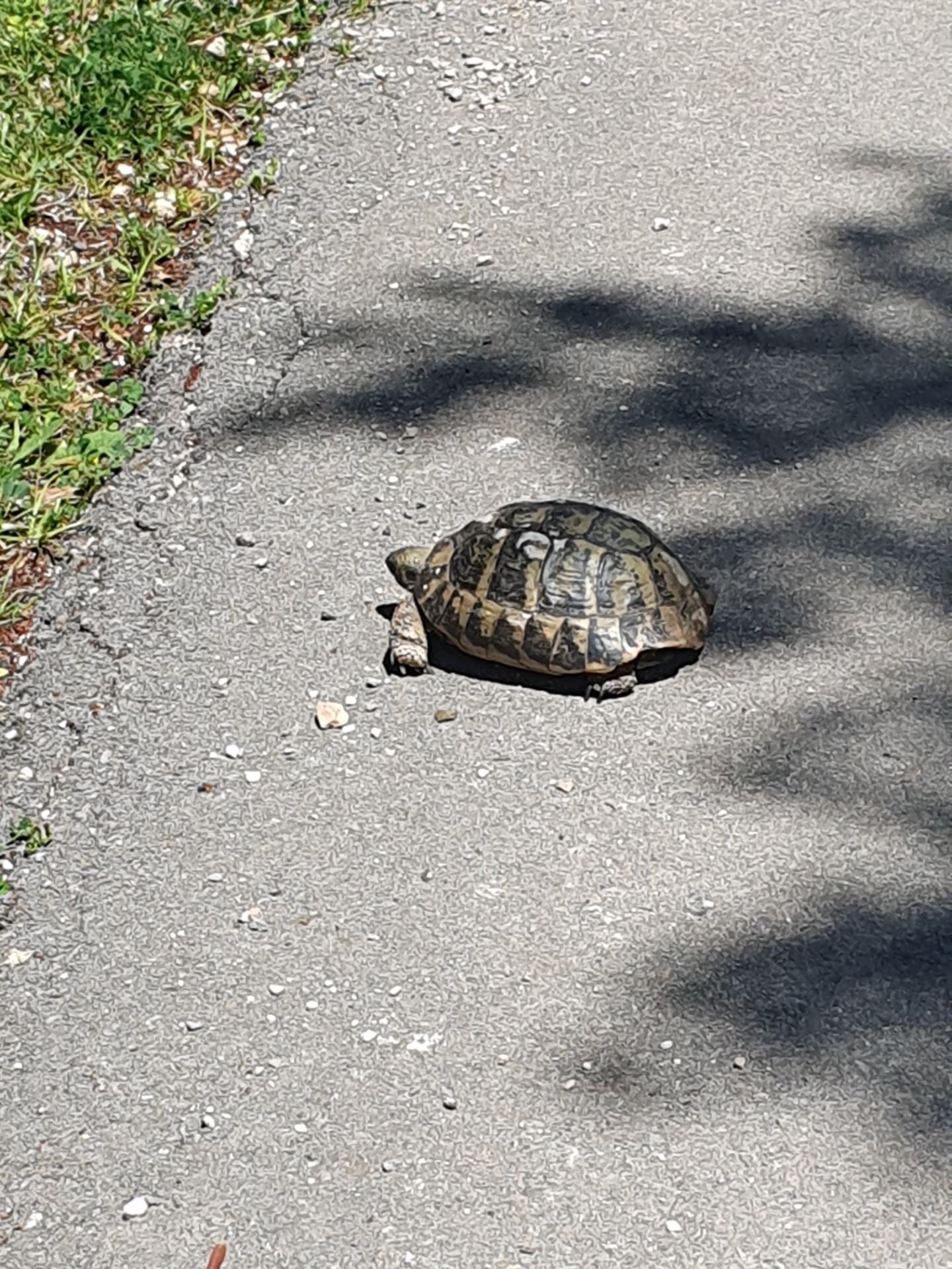 En kompis på promenaden